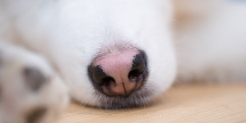 Dog Breeds with Pink Noses and How to Take Care of It?